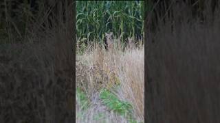 Two coyotes hunting animals wildanimals coyote wildlife nature outdoors [upl. by Nylsoj]