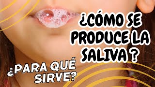 Cómo se produce la saliva y para qué sirve ¡Descúbrelo [upl. by Gaiser]