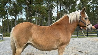 Haflinger Mare Driving [upl. by Rebekah]