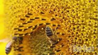 Pollinisation du tournesol par les abeilles [upl. by Stryker]