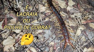 PIOLHO DE COBRA OU LACRAIA COMO VOCÊ CONHECE ESSE BICHO [upl. by Aikemaj]