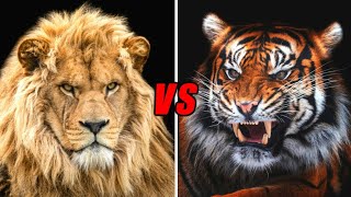 tiger roar vs lion roar  ANIMALS CRUASH [upl. by Nnayd]