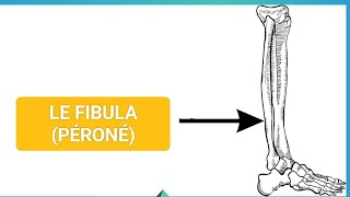 ANATOMIE🦴 LA FIBULA PÉRONÉOSTÉOLOGIE DU MEMBRE INFÉRIEUR 1ÈRE MÉDECINE ✅🩺 [upl. by Berck]