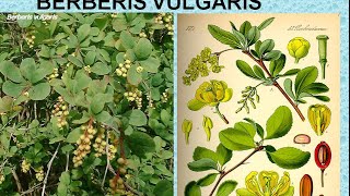 BERBERIS VULGARIS  ΑΝΤΙΜΕΤΩΠΙΣΗ ΟΞΕΩΝ ΚΑΤΑΣΤΑΣΕΩΝ ΜΕ ΟΜΟΙΟΠΑΘΗΤΙΚΗ [upl. by Ilyk]