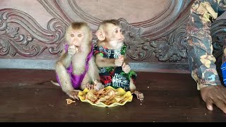 So beautiful and handsome monkey jalie and george sitting silent eat something [upl. by Pettiford843]