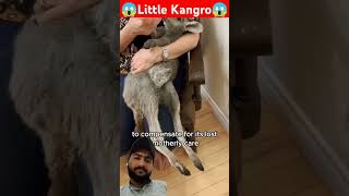 Man Rescue the baby Kangaro amp save his life kangaroo animalrescue babyanimals babykangaroo cute [upl. by Schick]