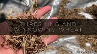 Hand Threshing and Winnowing Garden Wheat [upl. by Yroger]