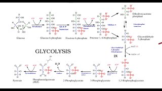 Glykolyse  Kohlenhydratstoffwechsel 1  Ablauf amp Phasen [upl. by Kenleigh]