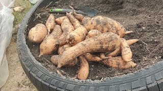 Harvesting Vardaman Sweet Potatoes‎gardentalkjamerican871 [upl. by Luahs]