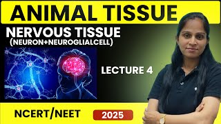 Nervous tissue  Animal tissue  Lecture4  NEET 202425  Suman Yadav [upl. by Kepner408]