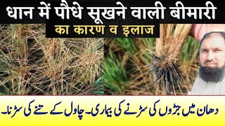 root rot disease in paddy।stem rot of rice। cropmanagement [upl. by Ysnap56]