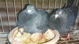 How to get more eggs amp Baby from Pigeon P  88 pigeon shorts [upl. by Aehsa]