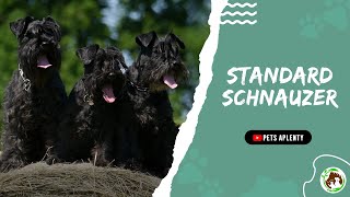 The Standard Schnauzer  A Loyal Dog Thats Loyal to You [upl. by Roque]