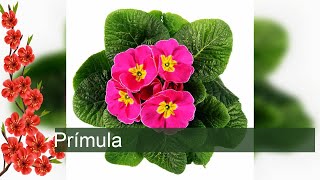 Prímula  Primula x polyantha [upl. by Lahcim385]