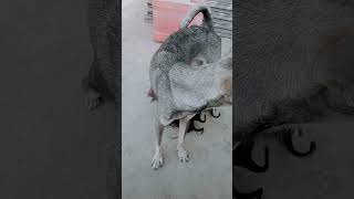 My cute puppy is breastinganimals mypetmylife youtubeshorts cute youtube doglover [upl. by Terena]