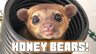 Kinkajou Rescue Visit What you should know about these Cute Creatures [upl. by Akirdnwahs]