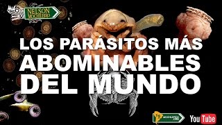 TOP  LOS 7 PEORES PARASITOS DEL MUNDO [upl. by Rocca]