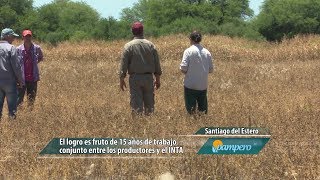 Se recuperó la alfalfa “Salinera INTA” [upl. by Rabelais]