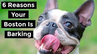 Boston Terrier Barking  Do Bostons Bark amp Why [upl. by Rocky]