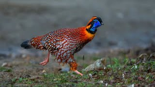 Canto do tragopan chinês  Vida dos Pássaros [upl. by Kasper]