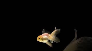 Goldfish swimming on black background [upl. by Billye]