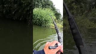 2m WELS direkt vor den FÜẞEN 😳 angeln fishing joshinator wels [upl. by Calida111]