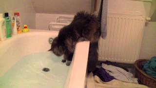 Maine Coons are playing with water [upl. by Aniraad]