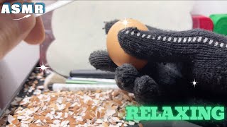 ASMR peel the shiny eggs 3 asmr relaxing [upl. by Rhianon]