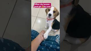 When she wants treats😅beagle dog pets doglovers dogshorts puppy dogs shortsviral [upl. by Nylidam724]