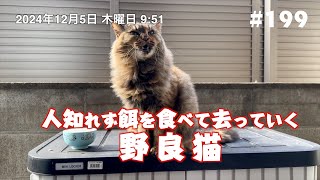 人知れず餌を食べて去っていく野良猫 199 [upl. by Wrennie]