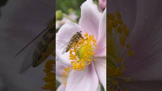 Hoverfly nature insects getoutside flowers hoverfly [upl. by Clarkin]