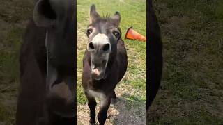 Look 😅At This Donkey😳😱 shorts trending viral donkey [upl. by Hyacintha]