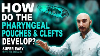 Embryology of the Pharyngeal Pouches and Clefts Easy to Understand [upl. by Nesline]