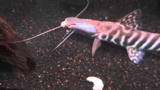 Tigrinus catfish [upl. by Anillehs873]