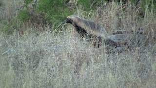 Honey badger Mellivora capensis  Kruger near Shingwedzi South Africa 682011 [upl. by Pippy1]