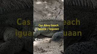 Cas Abou beach Curaçao leguaaniguana [upl. by Jutta]