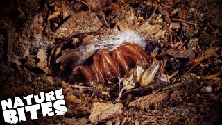 Trapdoor Spider Brutally Attacks its Prey  David Attenboroughs Micro Monsters  Nature Bites [upl. by Ennaegroeg]