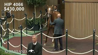 Alyeska sells 675000 at the 2024 Keeneland November Horses of Racing Age Sale [upl. by Noxin641]