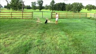 Watermark Retrievers Star Daily Routine [upl. by Garwin125]