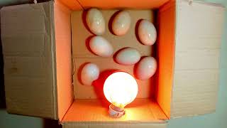 How to make incubator at home [upl. by Roxi947]