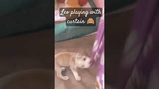 cutepuppy Love and care happiness Leo the pitbullyoutubeshorts [upl. by Anina571]