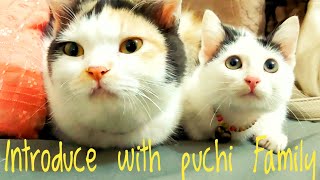 পরিচিতি পুচি ফ্যামিলি  Introduction to the beautiful cat family  Puchi Family [upl. by Harlan]