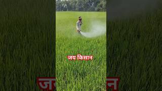 Insecticide SprayFarming FieldShort videoRanabhaja [upl. by Zirkle]