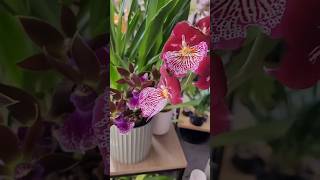 Whats in Bloom  Orchids  Chill Vibes [upl. by Clippard]