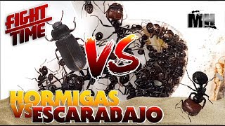 HORMIGAS VS ESCARABAJO  Hormigas Messor Barbarus [upl. by Hannan175]