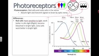 Photoreceptors IB Biology [upl. by Mccully299]