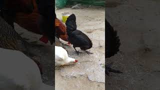 deshimurgi chickens farming farming freerangedesimurgifarm chickens desimurgifarming [upl. by Artimid]