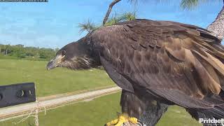 E23 conquers new heights 🤩  1038 20240314 Southwest Florida Eagle Cam [upl. by Joyce446]