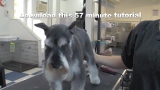 Grooming a Schnauzer Trailer [upl. by Michella363]