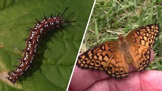 Raising A Variegated Fritillary Butterfly From A Caterpillar [upl. by Laro]